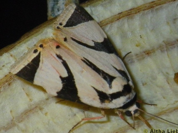 /filer/webapps/moths/media/images/B/barlowi_Attatha_A_Liebenberg.jpg
