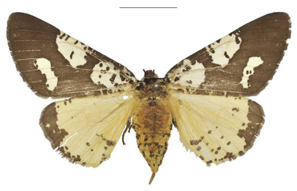 /filer/webapps/moths/media/images/B/barlowi_Nothabraxas_HT_NHMUK.jpg