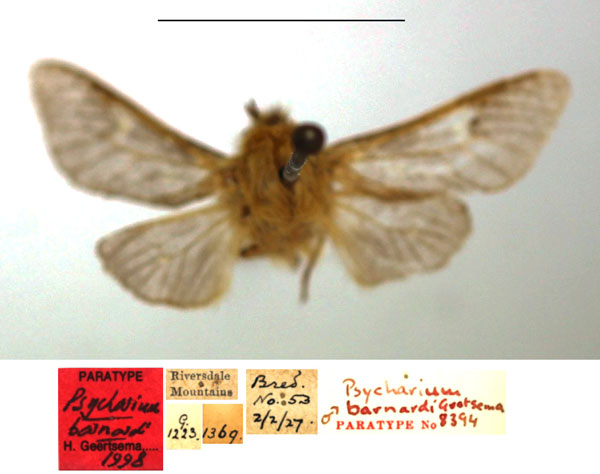 /filer/webapps/moths/media/images/B/barnardi_Psycharium_PTM_TMSA.jpg