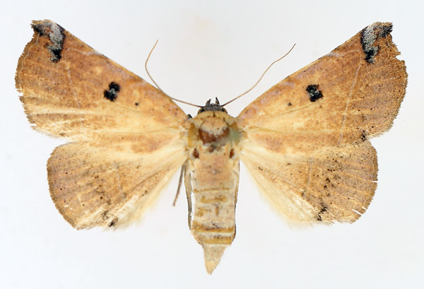 /filer/webapps/moths/media/images/B/barnesi_Herpeperas_AF_TMSA_01.jpg