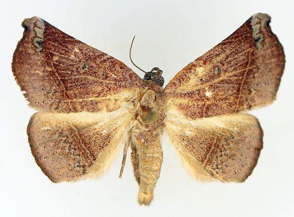 /filer/webapps/moths/media/images/B/barnesi_Herpeperas_AM_TMSA_01.jpg