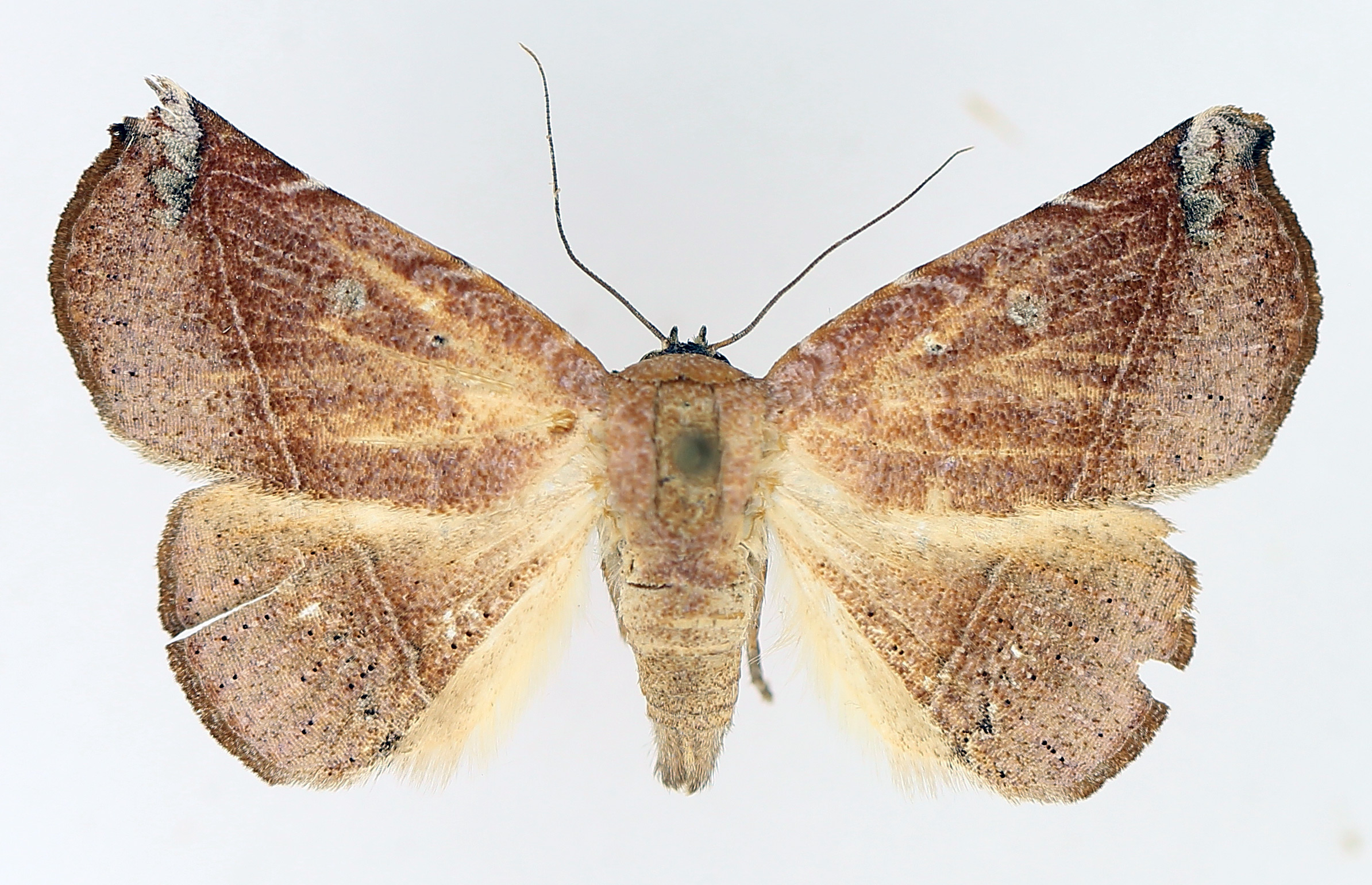 /filer/webapps/moths/media/images/B/barnesi_Herpeperas_AM_TMSA_02.jpg