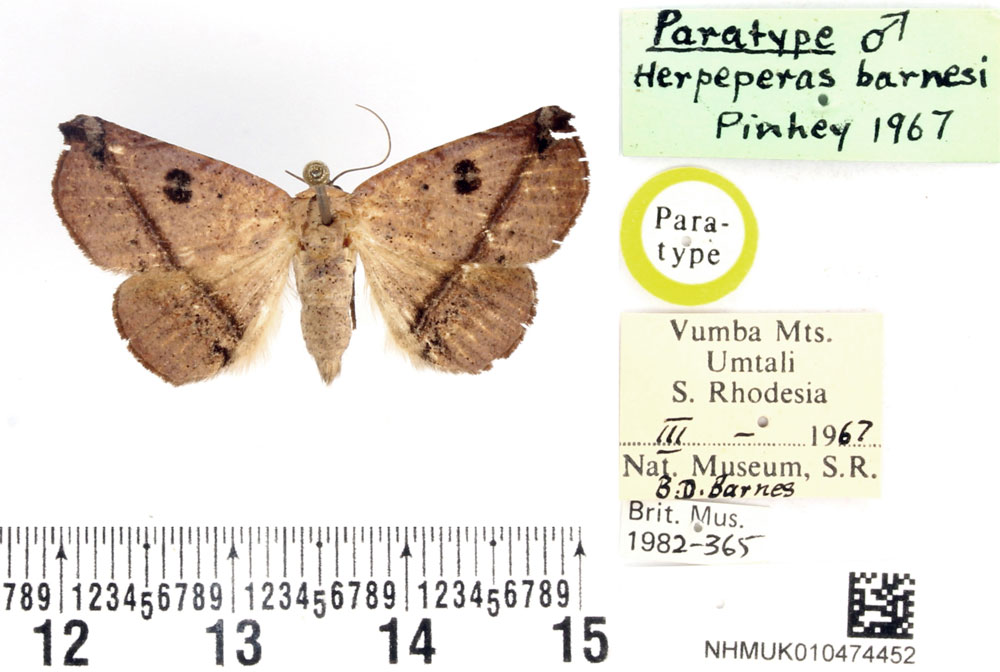 /filer/webapps/moths/media/images/B/barnesi_Herpeperas_PTM_BMNH.jpg