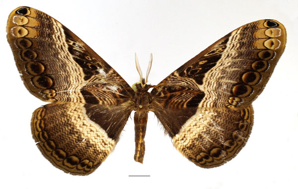 /filer/webapps/moths/media/images/B/barnsi_Dactyloceras_AM_Basquin_01.jpg