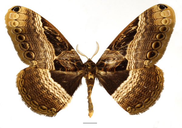 /filer/webapps/moths/media/images/B/barnsi_Dactyloceras_AM_Basquin_02.jpg