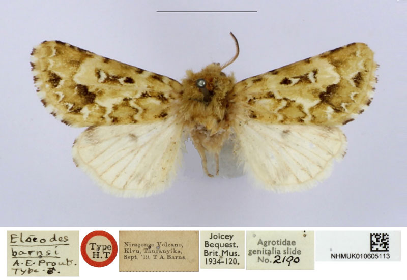 /filer/webapps/moths/media/images/B/barnsi_Elaeodes_HT_BMNH.jpg