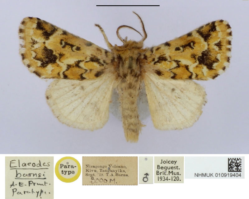 /filer/webapps/moths/media/images/B/barnsi_Elaeodes_PT_BMNH.jpg