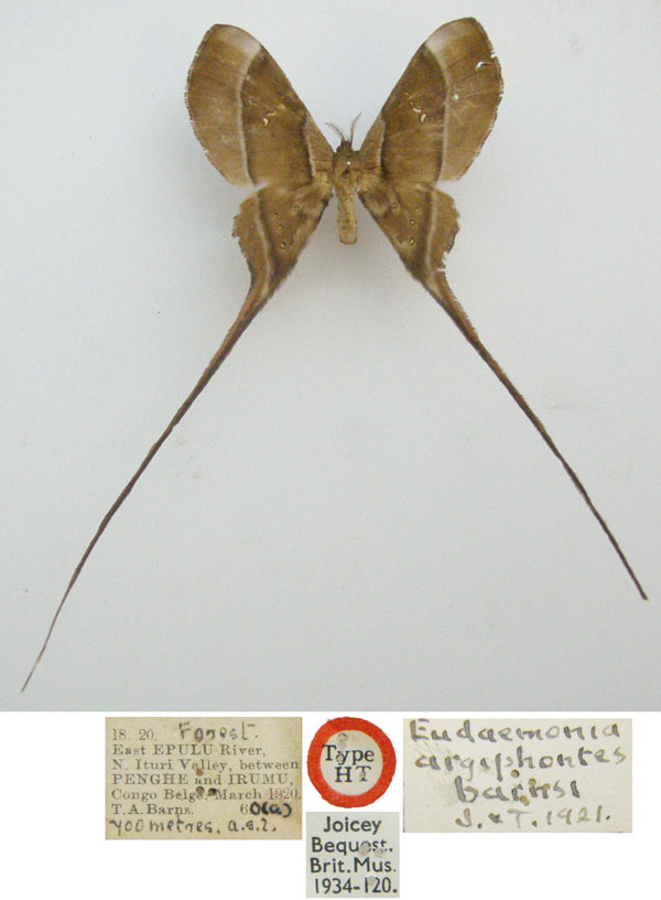 /filer/webapps/moths/media/images/B/barnsi_Eudaemonia_HT_NHMUKa.jpg