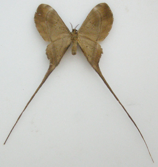 /filer/webapps/moths/media/images/B/barnsi_Eudaemonia_HT_NHMUKb.jpg
