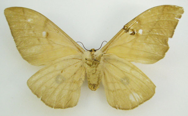 /filer/webapps/moths/media/images/B/barnsi_Pseudobunaea_HT_NHMUKb.jpg