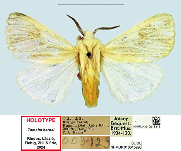 /filer/webapps/moths/media/images/B/barnsi_Tamsita_HT_NHMUK.jpg