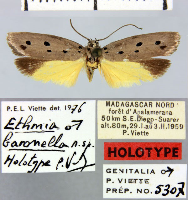 /filer/webapps/moths/media/images/B/baronella_Ethmia_HT_MNHN.jpg