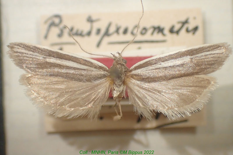 /filer/webapps/moths/media/images/B/baronella_Pseudoprocometis_HT_MNHN.jpg