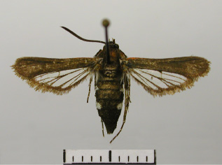/filer/webapps/moths/media/images/B/bartschi_Homogyna_PTF_TMSA.jpg