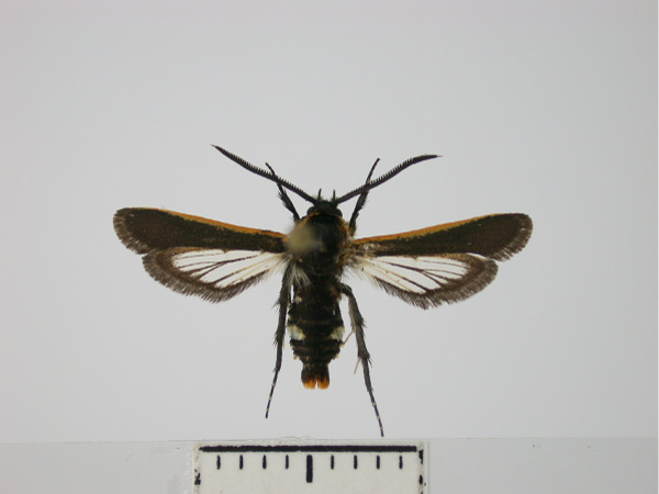 /filer/webapps/moths/media/images/B/bartschi_Homogyna_PTM_SMNS.jpg