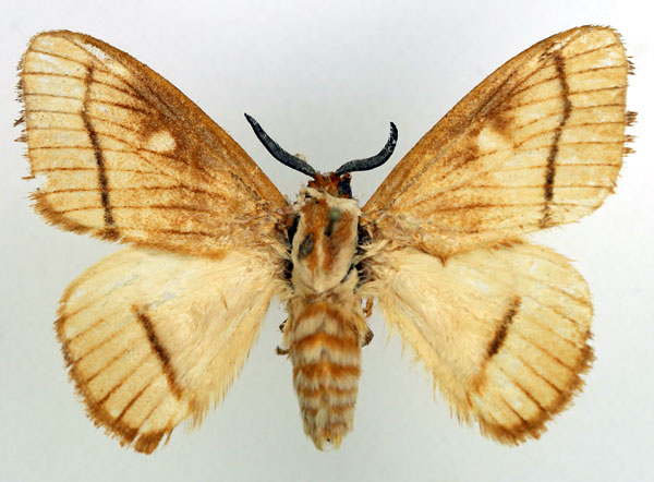 /filer/webapps/moths/media/images/B/bartschi_Strigivenifera_AM_Basquin_01.jpg