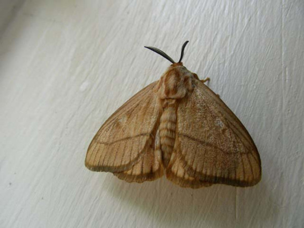 /filer/webapps/moths/media/images/B/bartschi_Strigivenifera_A_Waring.jpg
