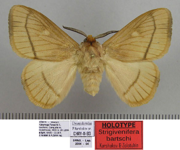 /filer/webapps/moths/media/images/B/bartschi_Strigivenifera_HT_SMNS.jpg