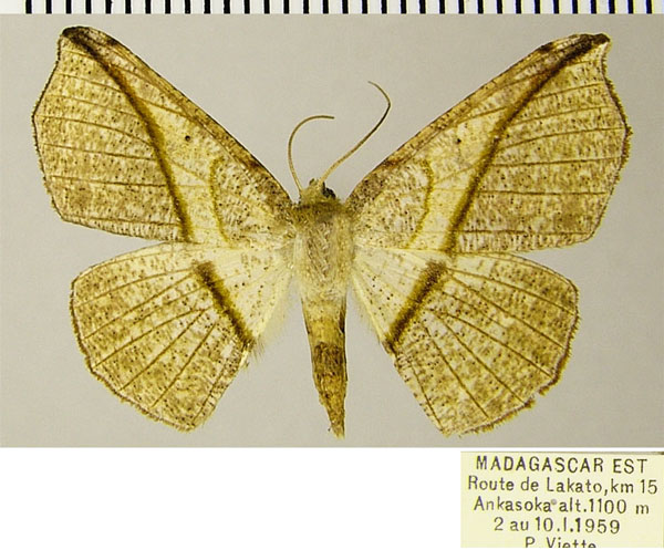 /filer/webapps/moths/media/images/B/barychorda_Psilocerea_AF_ZSM.jpg