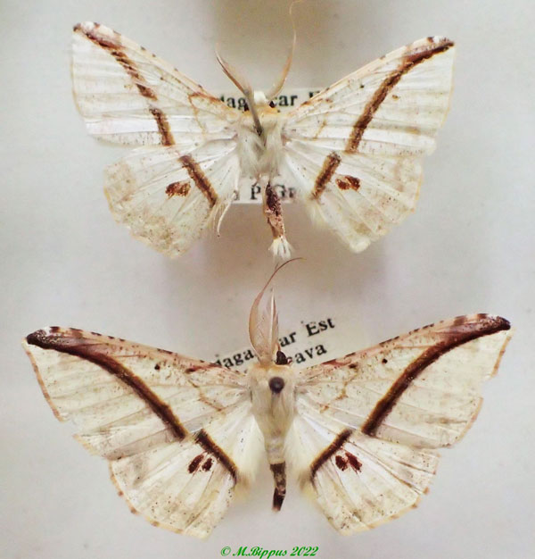 /filer/webapps/moths/media/images/B/barychorda_Psilocerea_AM_PZBT.jpg