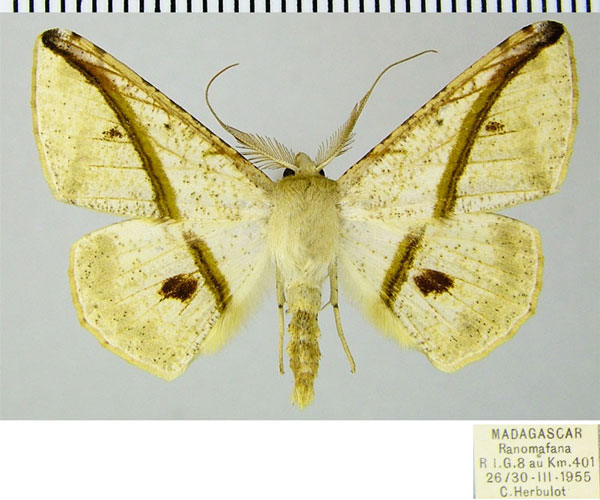 /filer/webapps/moths/media/images/B/barychorda_Psilocerea_AM_ZSMa.jpg