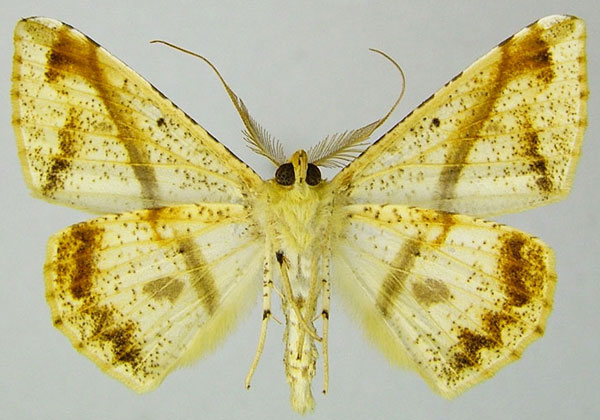 /filer/webapps/moths/media/images/B/barychorda_Psilocerea_AM_ZSMb.jpg