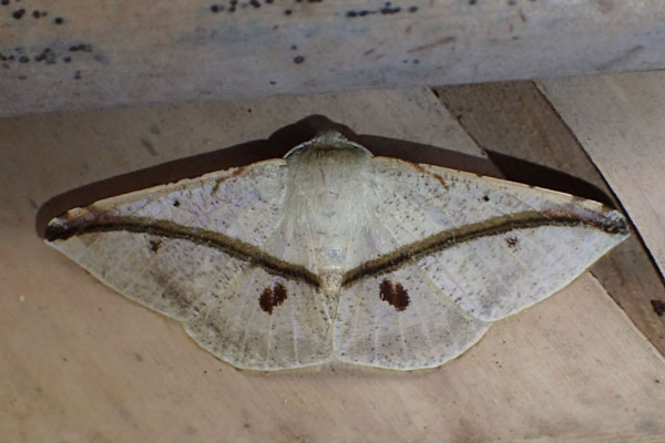 /filer/webapps/moths/media/images/B/barychorda_Psilocerea_A_Bippus.jpg
