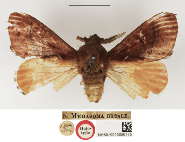 /filer/webapps/moths/media/images/B/basale_Megasoma_HT_NHMUK.jpg