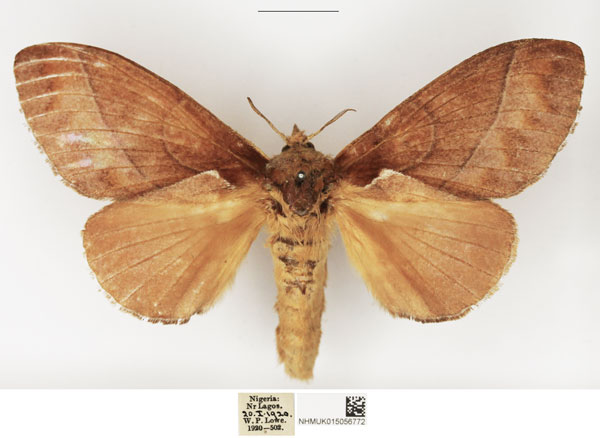 /filer/webapps/moths/media/images/B/basale_Stoermeriana_AF_NHMUK.jpg