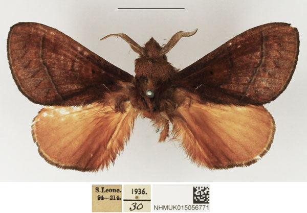 /filer/webapps/moths/media/images/B/basale_Stoermeriana_AM_NHMUK.jpg
