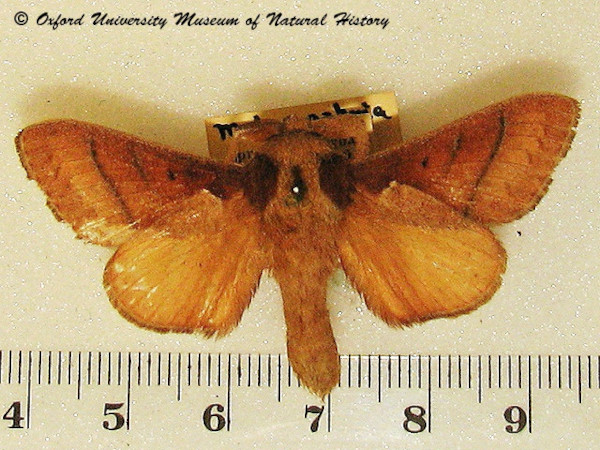 /filer/webapps/moths/media/images/B/basale_Stoermeriana_A_OUMNH.jpg