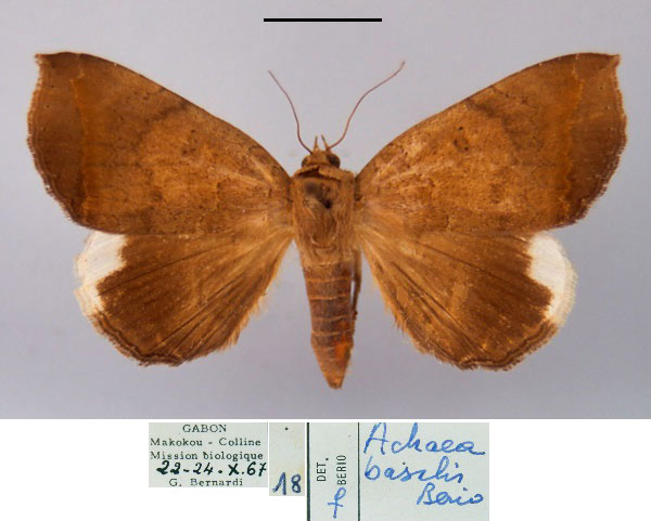 /filer/webapps/moths/media/images/B/basalis_Achaea_AF_MSNM.jpg