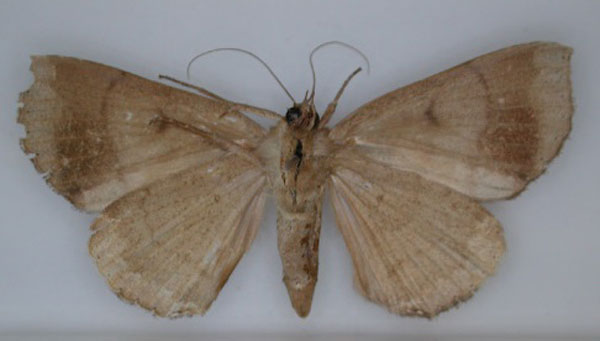 /filer/webapps/moths/media/images/B/basalis_Achaea_HT_RMCA_02.jpg