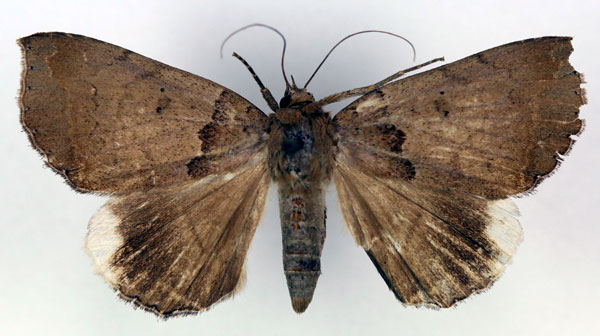/filer/webapps/moths/media/images/B/basalis_Achaea_HT_RMCA_03.jpg