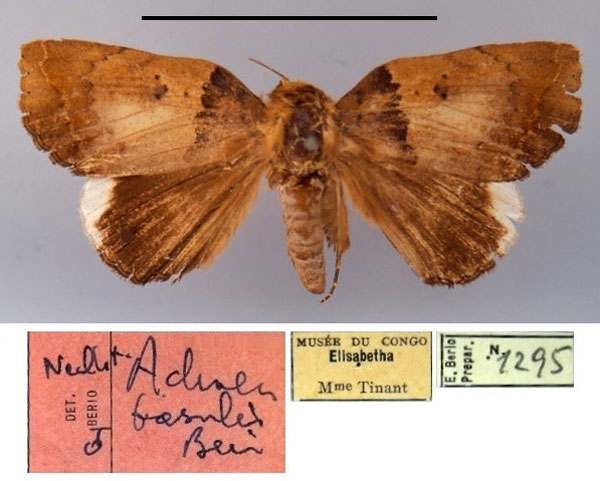 /filer/webapps/moths/media/images/B/basalis_Achaea_NAT_MSNM.jpg