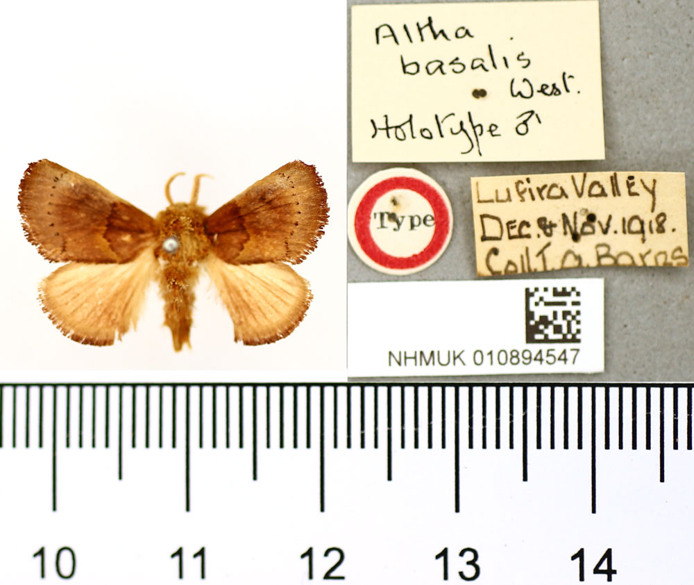 /filer/webapps/moths/media/images/B/basalis_Altha_HT_BMNH.jpg