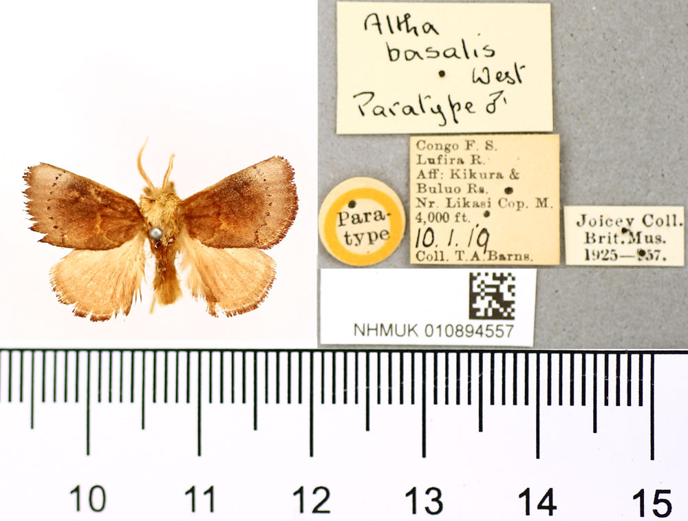 /filer/webapps/moths/media/images/B/basalis_Altha_PT_BMNH.jpg