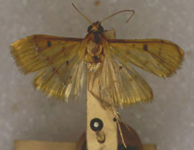/filer/webapps/moths/media/images/B/basalis_Botys_HT_NHMUK.jpg