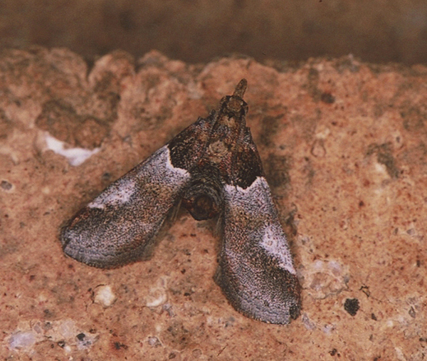 /filer/webapps/moths/media/images/B/basalis_Delopterus_A_Roland_01.jpg