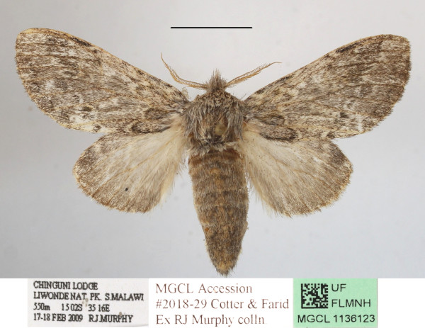/filer/webapps/moths/media/images/B/basalis_Desmeocraera_A_MGCLa_01.JPG
