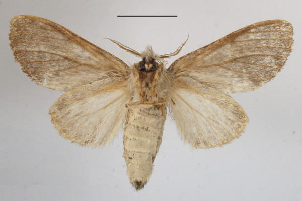 /filer/webapps/moths/media/images/B/basalis_Desmeocraera_A_MGCLb_01.JPG