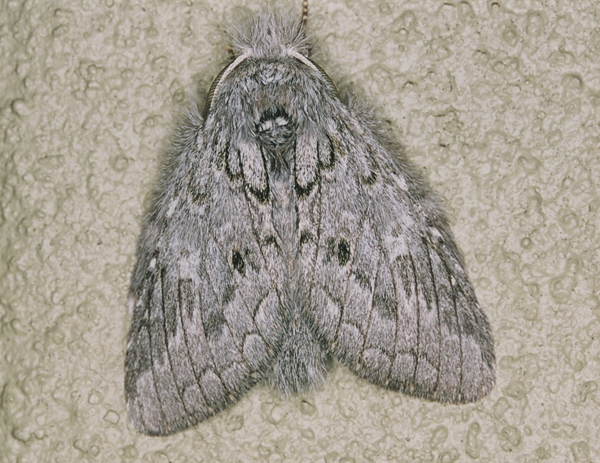 /filer/webapps/moths/media/images/B/basalis_Desmeocraera_A_Roland_01.jpg