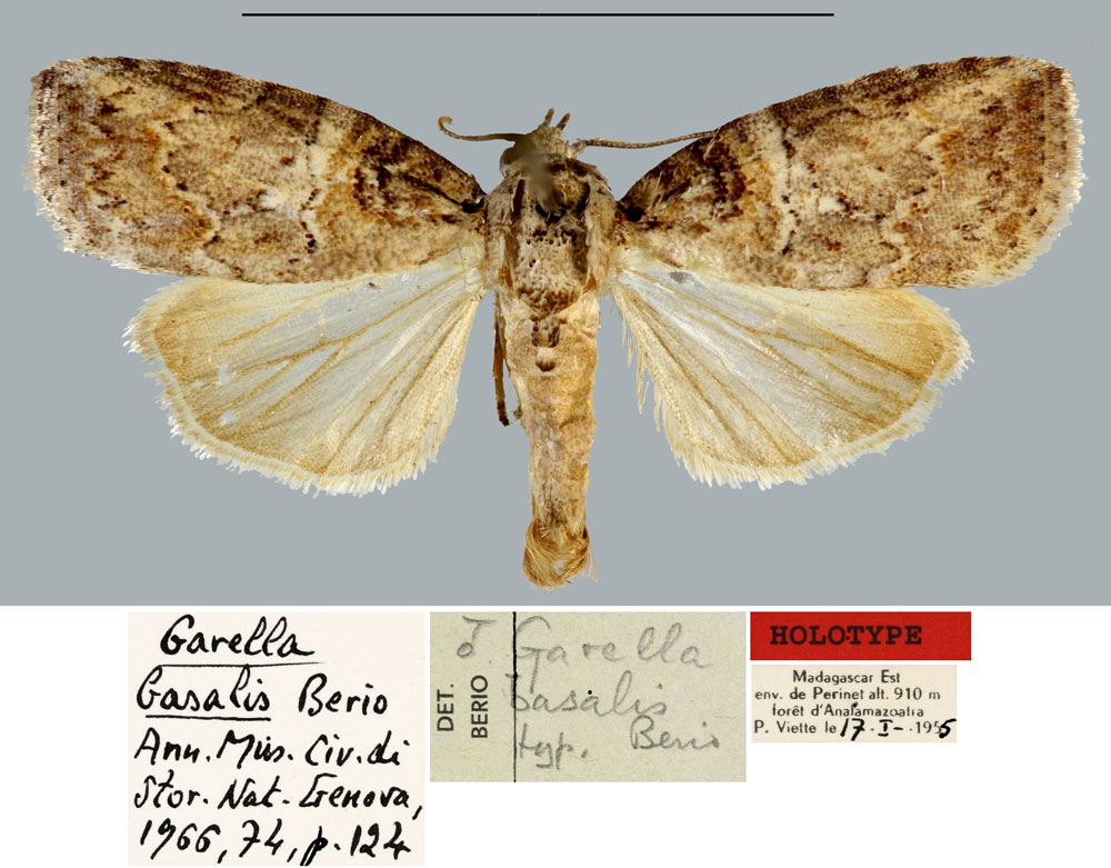 /filer/webapps/moths/media/images/B/basalis_Garella_HT_MNHN.jpg