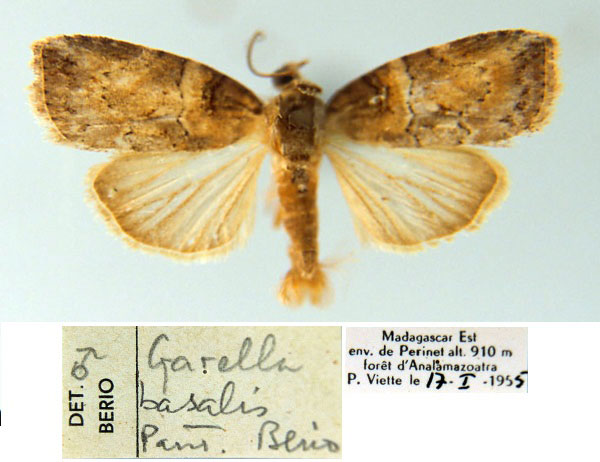 /filer/webapps/moths/media/images/B/basalis_Garella_PT_MSNM.jpg