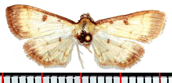 /filer/webapps/moths/media/images/B/basalis_Herpetogramma_AF_Poltavsky.jpg