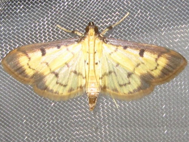 /filer/webapps/moths/media/images/B/basalis_Herpetogramma_A_Bippus.jpg