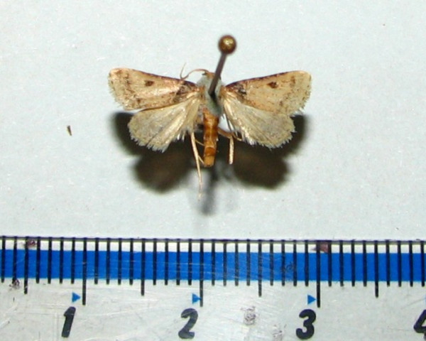 /filer/webapps/moths/media/images/B/basalis_Loryma_A_Goff.jpg