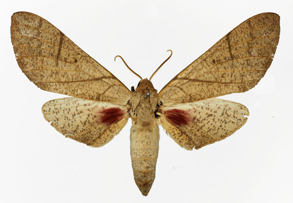 /filer/webapps/moths/media/images/B/basalis_Neoclanis_AF_Basquin.jpg