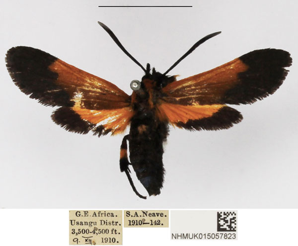 /filer/webapps/moths/media/images/B/basalis_Netrocera_AF_NHMUK.jpg