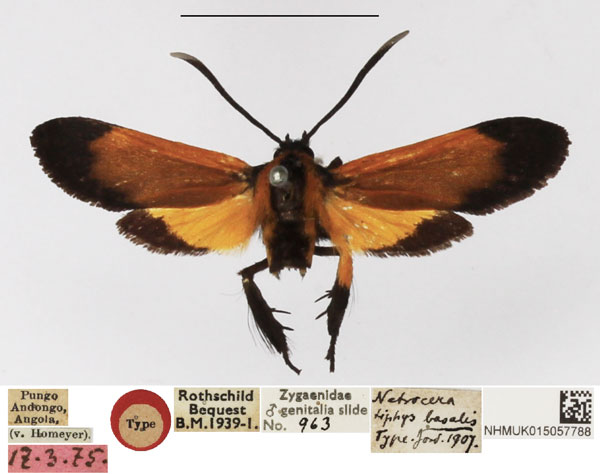 /filer/webapps/moths/media/images/B/basalis_Netrocera_HT_NHMUK.jpg